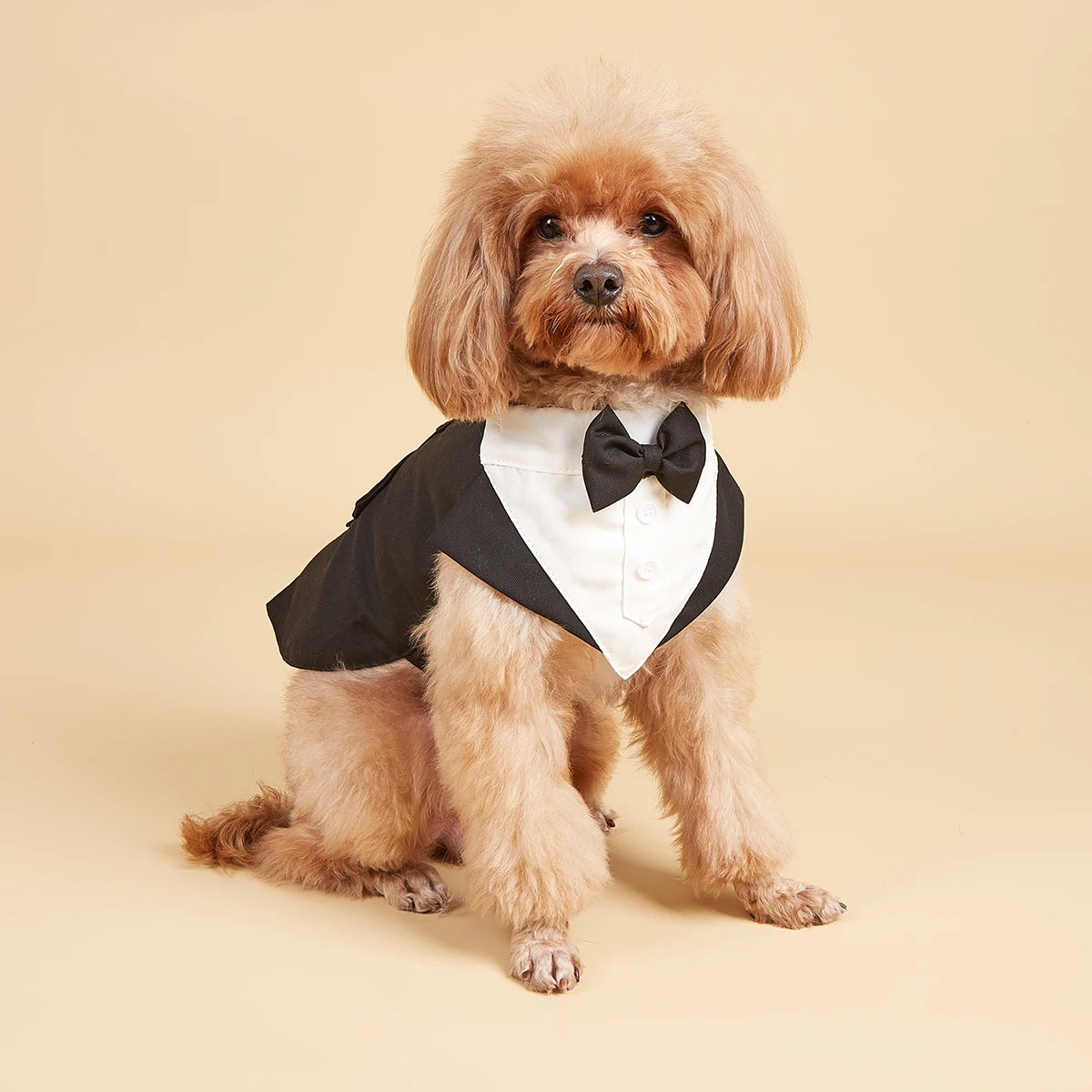 Chemise de mariage pour chien, costume d'Halloween avec bandana amovible, nœud papillon pour chiens de petite et moyenne taille